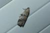 Acrobasis sp.
